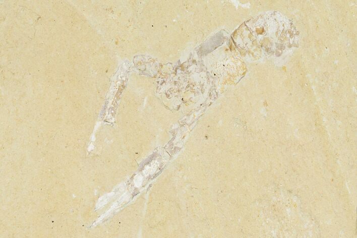 Cretaceous Lobster (Pseudostacus) Fossil - Lebanon #147059